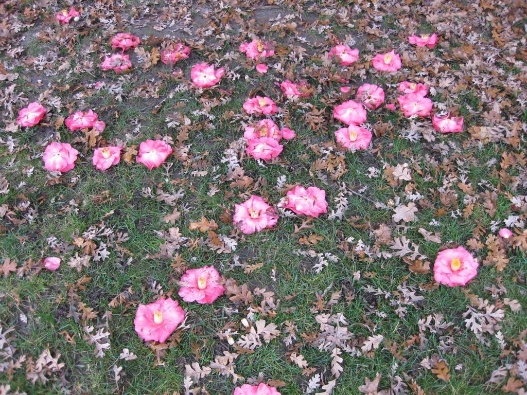 My West Sacramento Photo of the Day Queen of the Winter Flowers